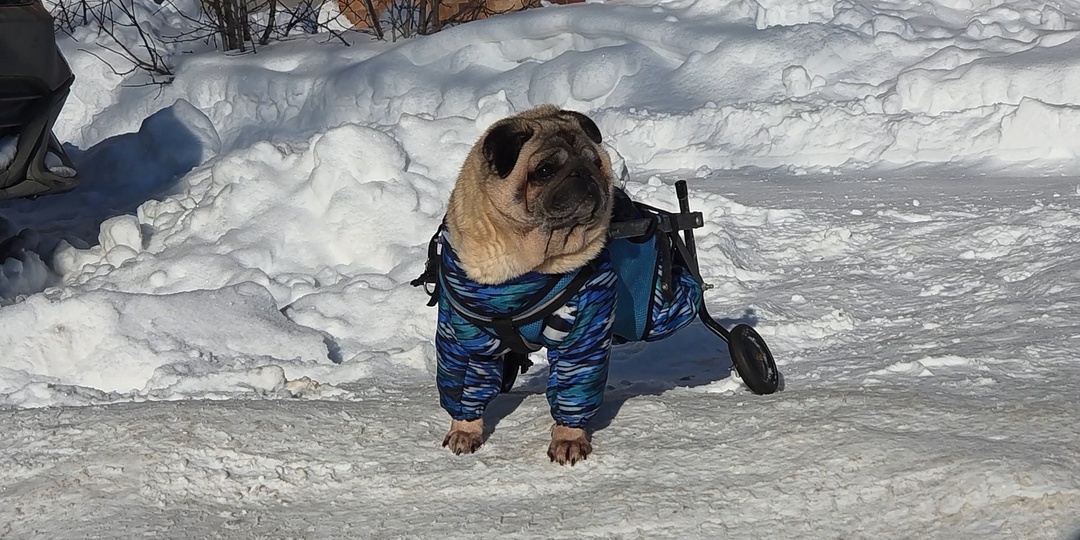 Пилот санавиации из Раменского спас пса и смастерил ему коляску