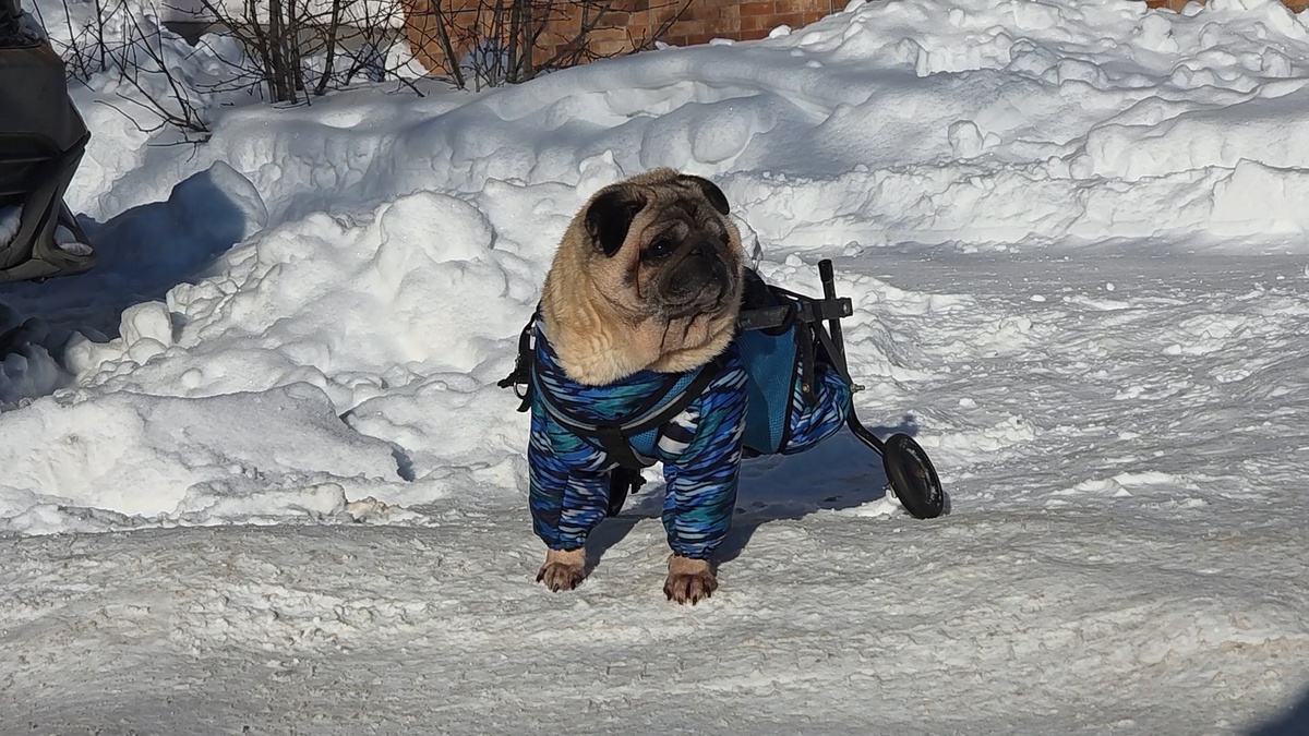 Мопс Макс на прогулке