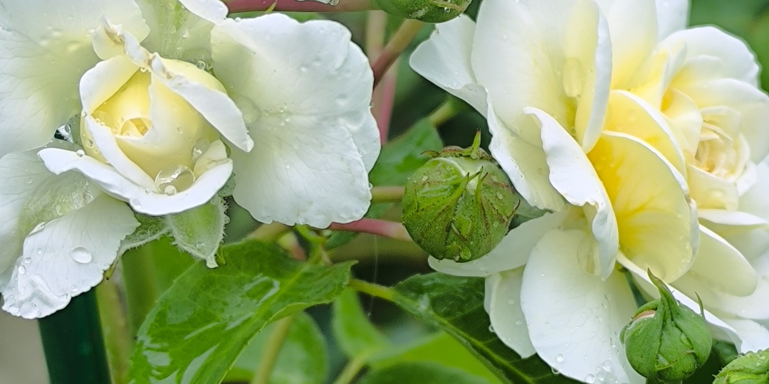 Прелестная Незнакомка.