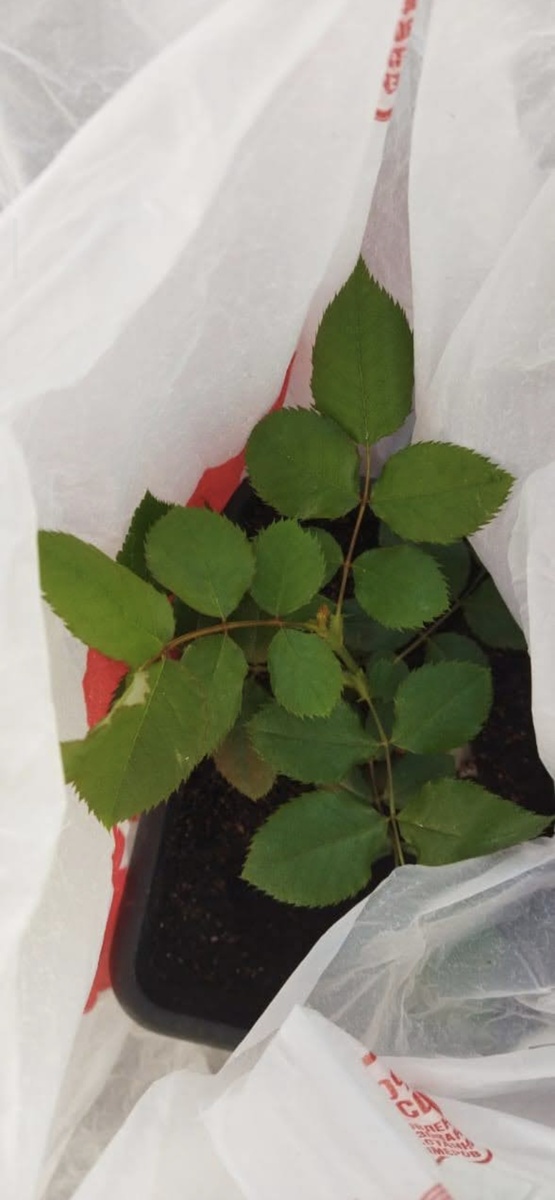 Если вам интересно как этот произошло, можно прочитать в этой статье.