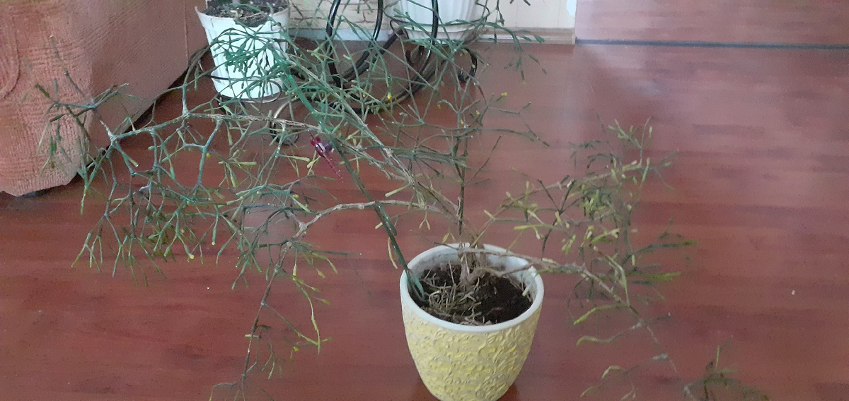 ВАС ПРИВЕТСТВУЕТ-ТИРУКАЛЛИ.