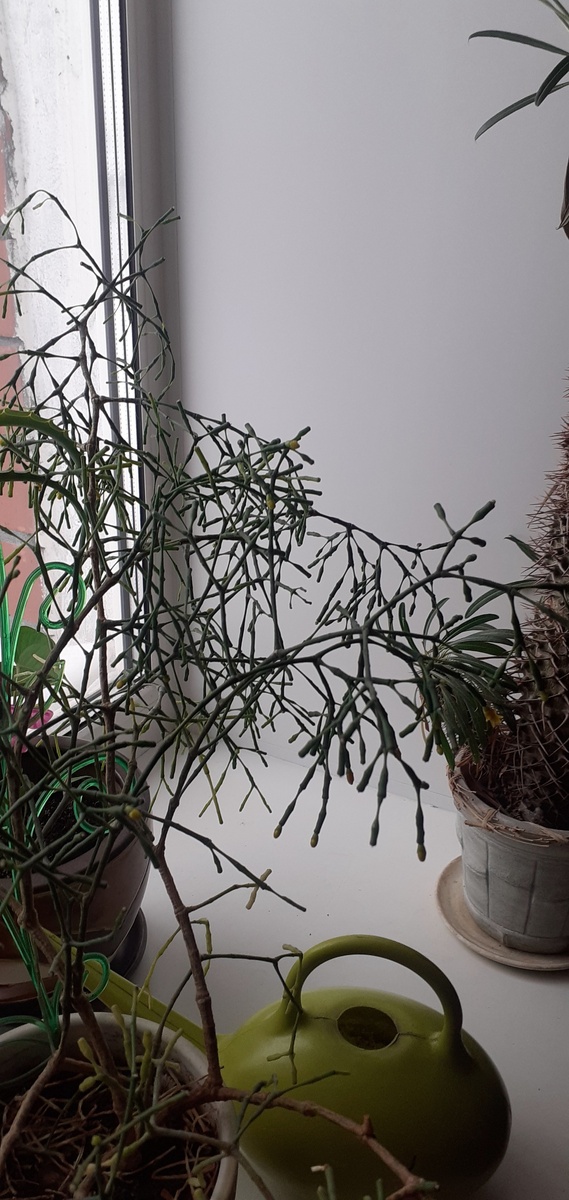 ТАКИЕ ЛИСТИКИ ИМЕЕТ МОЙ СУККУЛЕНТ.