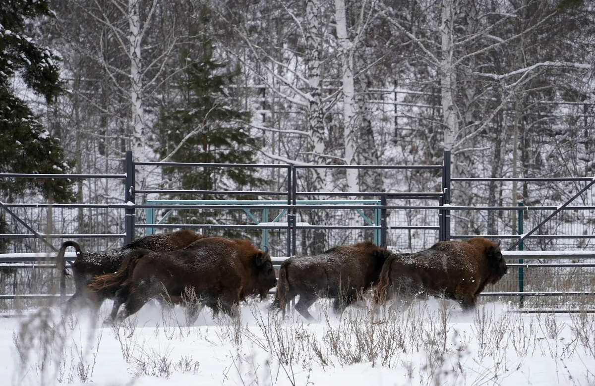    По следам зубров