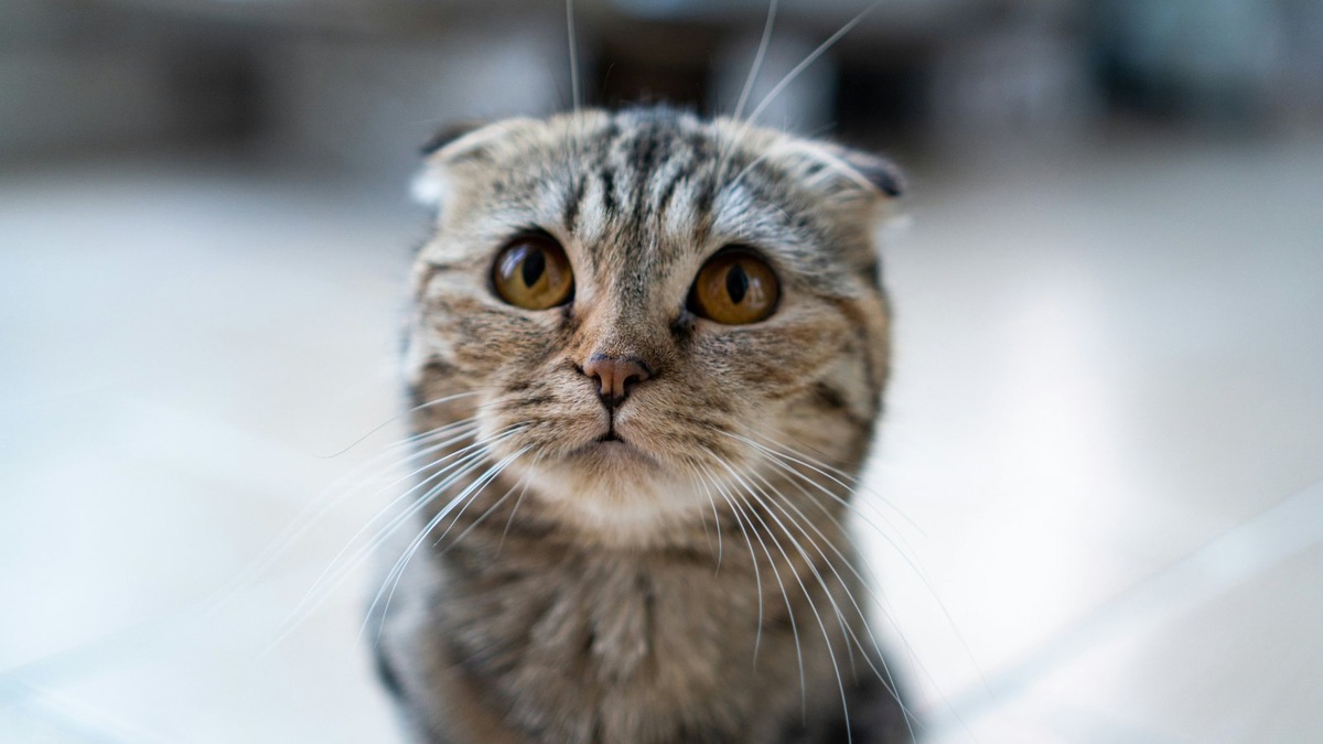    Кастрация и стерилизация назначаются по разным показаниям