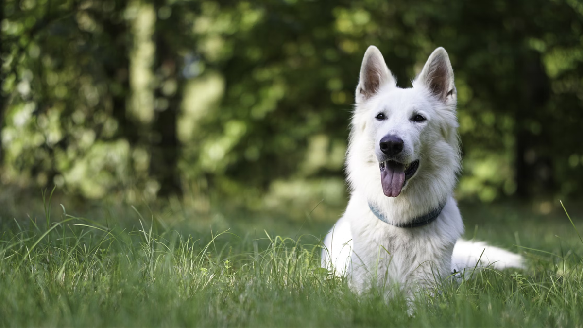    Выбор между стерилизацией и кастрацией нужно делать опираясь на мнение ветеринара