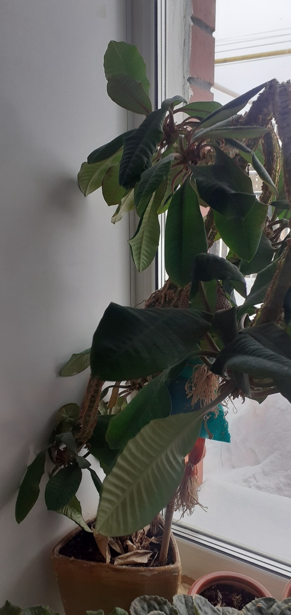 Мой молочай  беложильчатый.