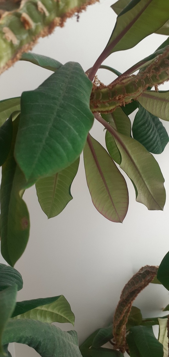 Красивые зеленые листья снаружи,а с обратной стороны виден красный черешок  и беловатые прожилки.