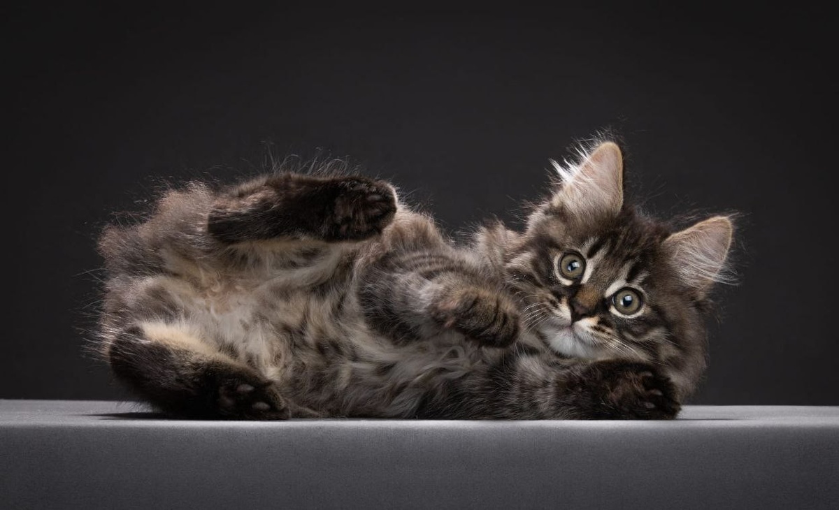 5 маркеров, которые отличают перспективного котенка от просто красивого. Фото: питомник курильских бобтейлов «Львиное сердце» / А. Науменко.