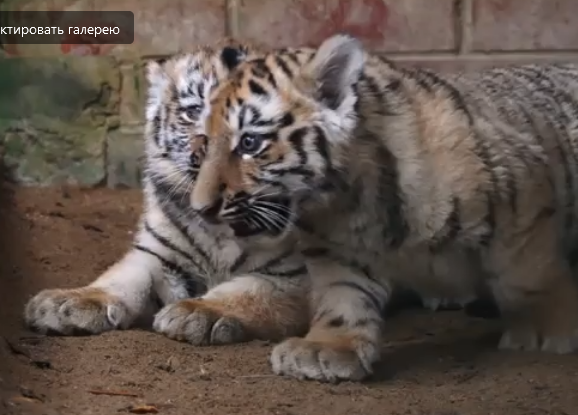 фото с сайта https://ag.mos.ru/polls/17591