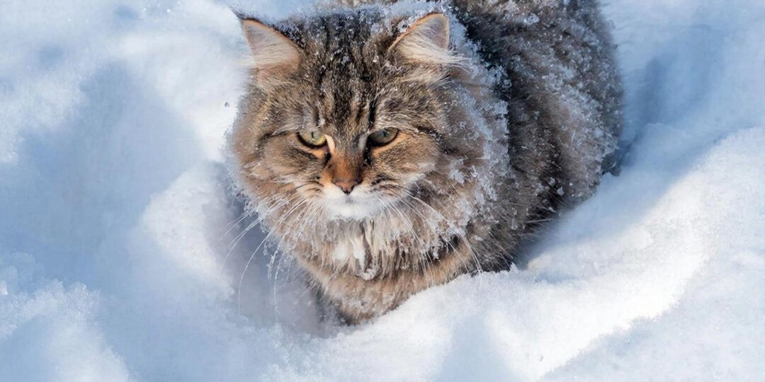 ​Вечером 3 февраля в Прикамье начнётся сильный снегопад