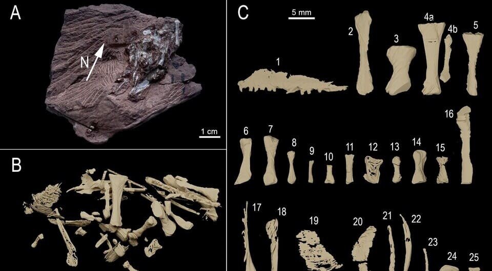   Arnaud Rebillard et al. / Scientific Reports, 2026