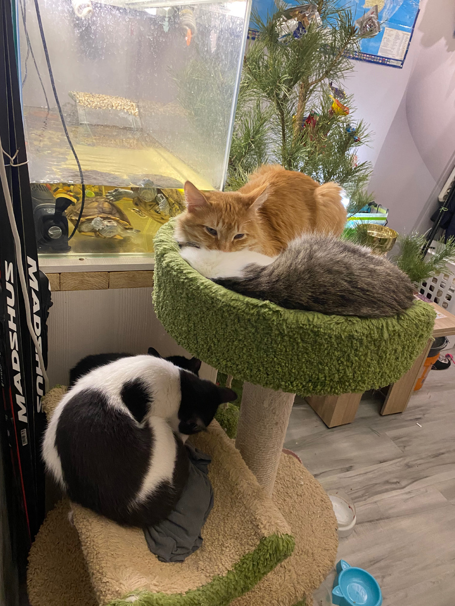 Дали бы им лыжи, и поехали бы с нами 😅 