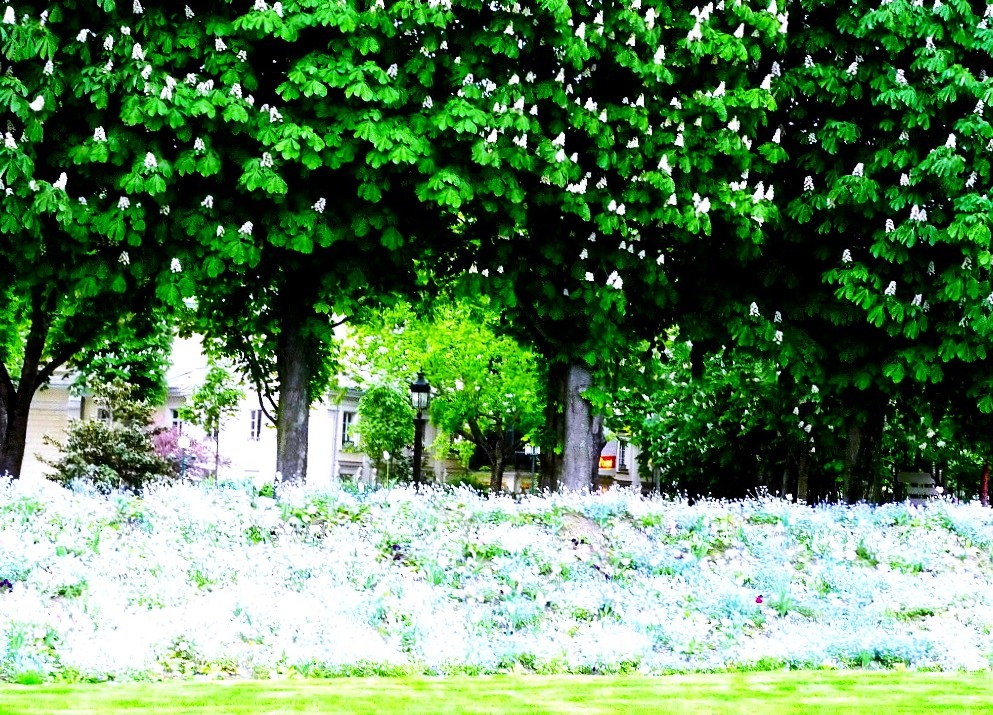 Елисейские поля. Париж. Май 2013. Цветут каштаны. Фото автора статьи