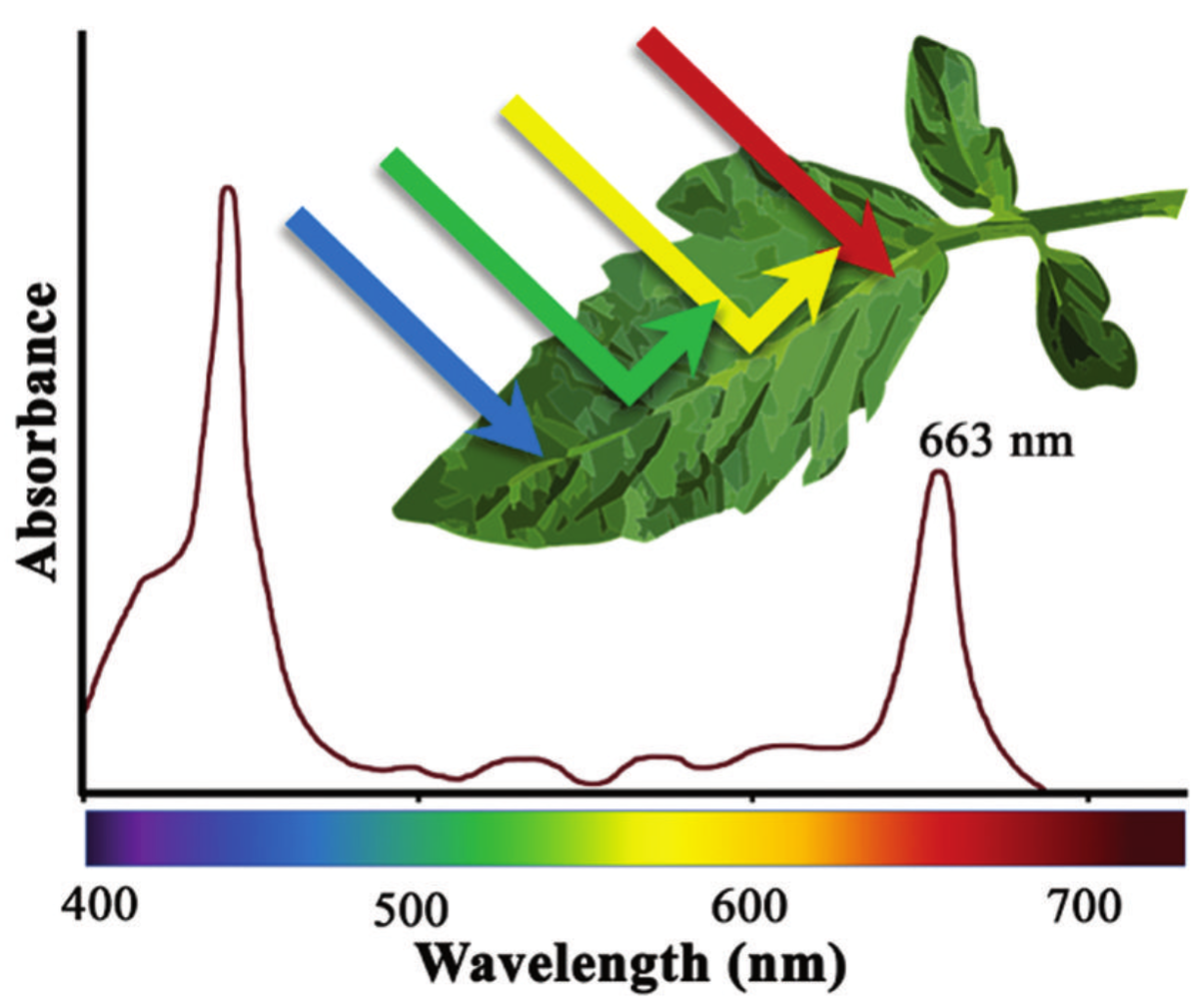 Собственно, по этой причине листья часто имеют характерный зеленый свет — часть спектра в 500-600 нм отражается