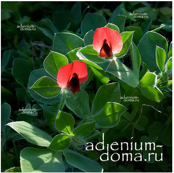 Отсюда: https://adenium-doma.ru/shop/1526/desc/tetragonolobus-purpureus