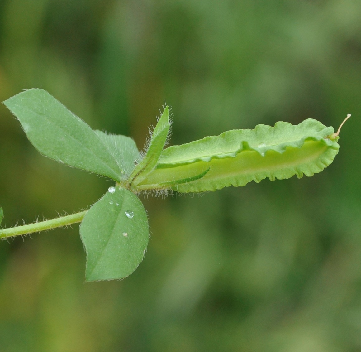 Плод. Роланд Цандекидис © 2020 Отсюда: https://www.plantarium.ru/page/image/id/651889.html