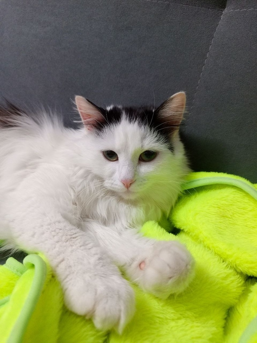 Всем желает доброго и продуктивного дня котик по имени Читос!