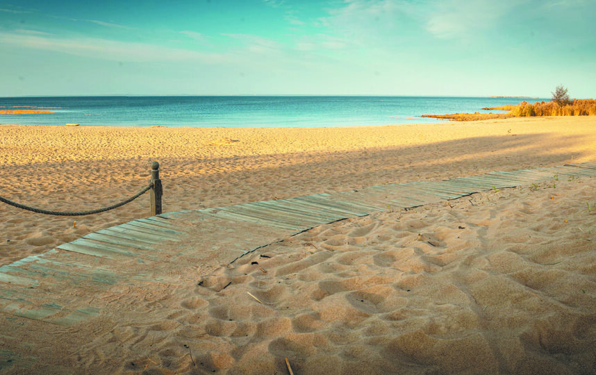    Более 20 видов куликов можно увидеть на маршруте, пролегающем по территории заказника "Западный Котлин"комитет по природопользованию Петербурга