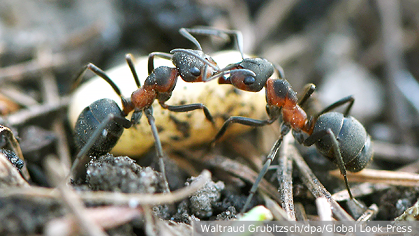     Фото: Waltraud Grubitzsch/dpa/Global Look Press   
 Текст: Мария Иванова