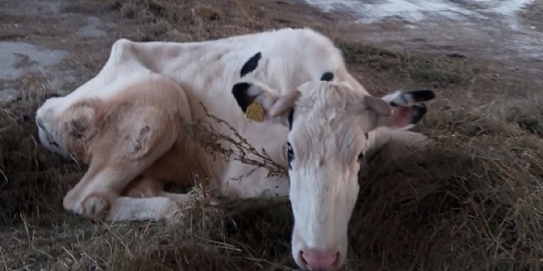 На Орловщине обнаружили истощённых коров