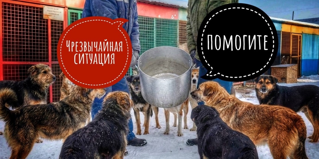 В приюте нет никакой еды! Экстренный сбор!