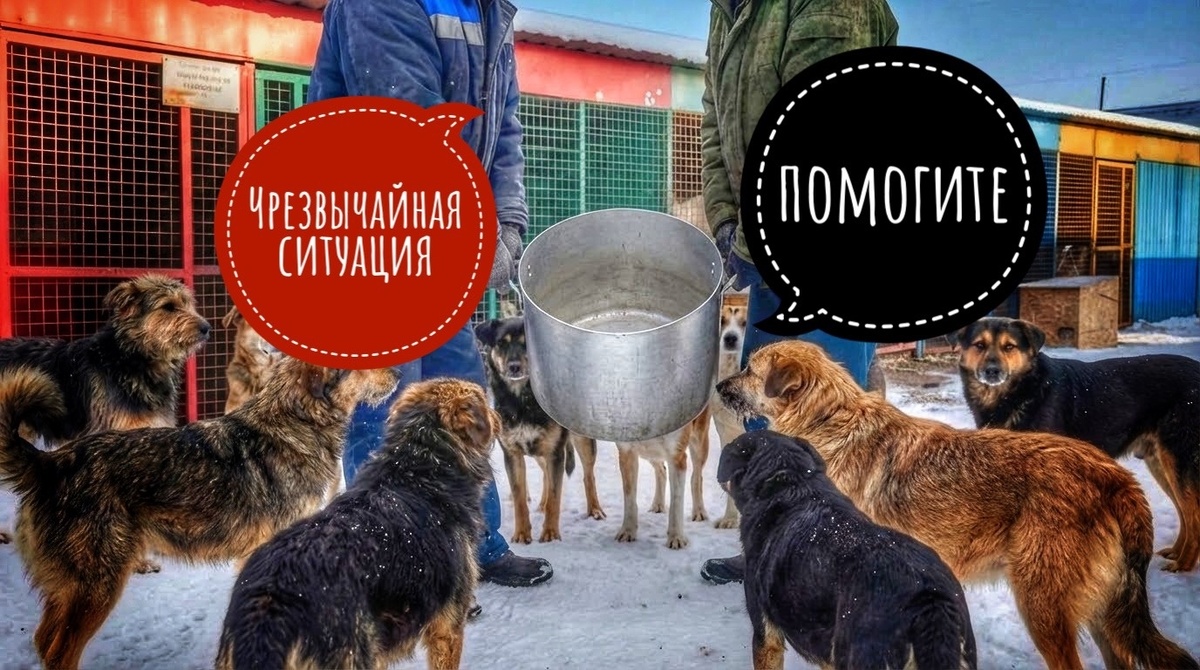 В приюте нет никакой еды! Экстренный сбор!