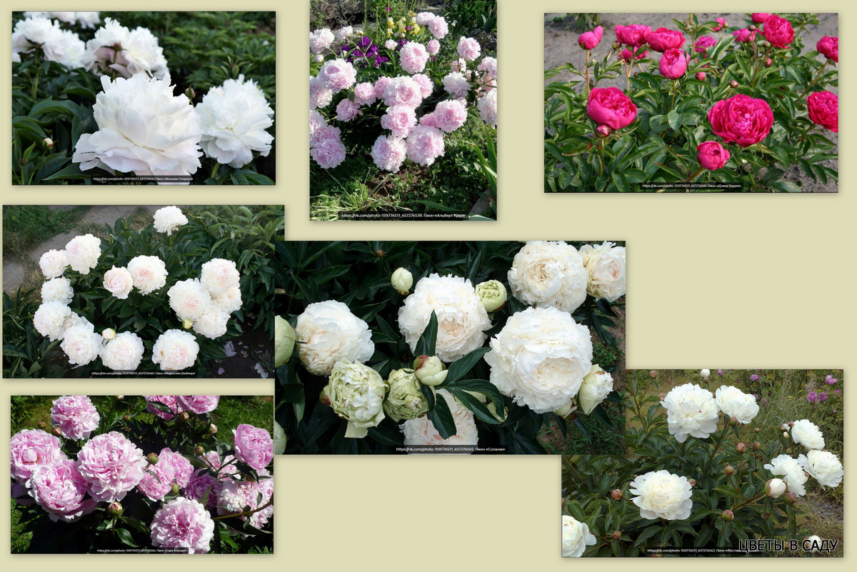 Классические старинные сорта - характеризуются роскошной формой бутонов и ярким ароматом. Коллаж из фотографий взятых авторов в VK