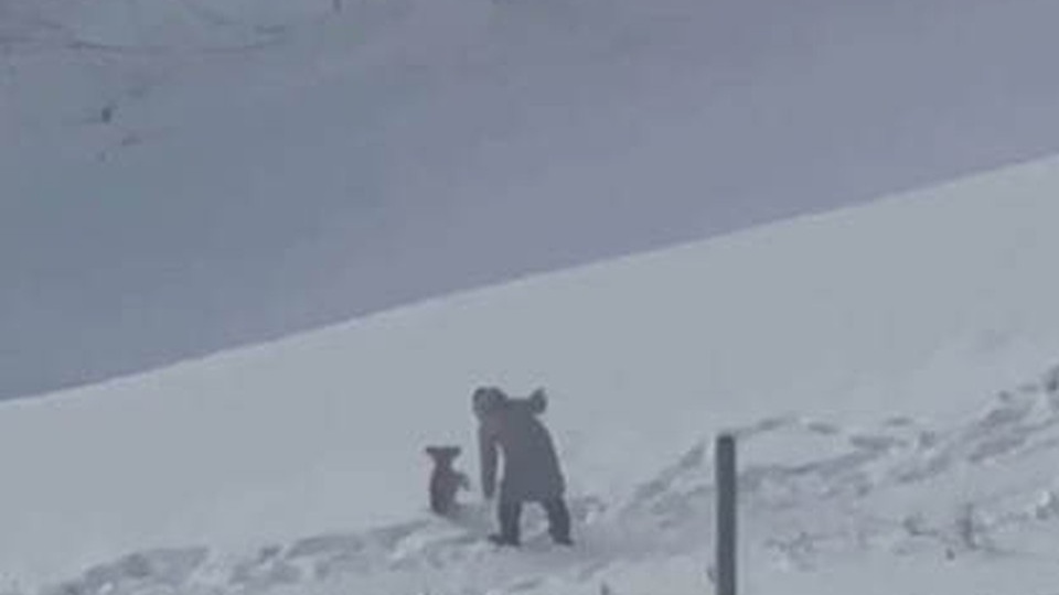 «Садистская жестокость»: ребенок безжалостно избил щенка на улице в Кемерове