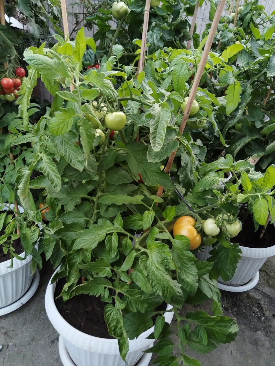 Кусочек томатного горшечного огорода