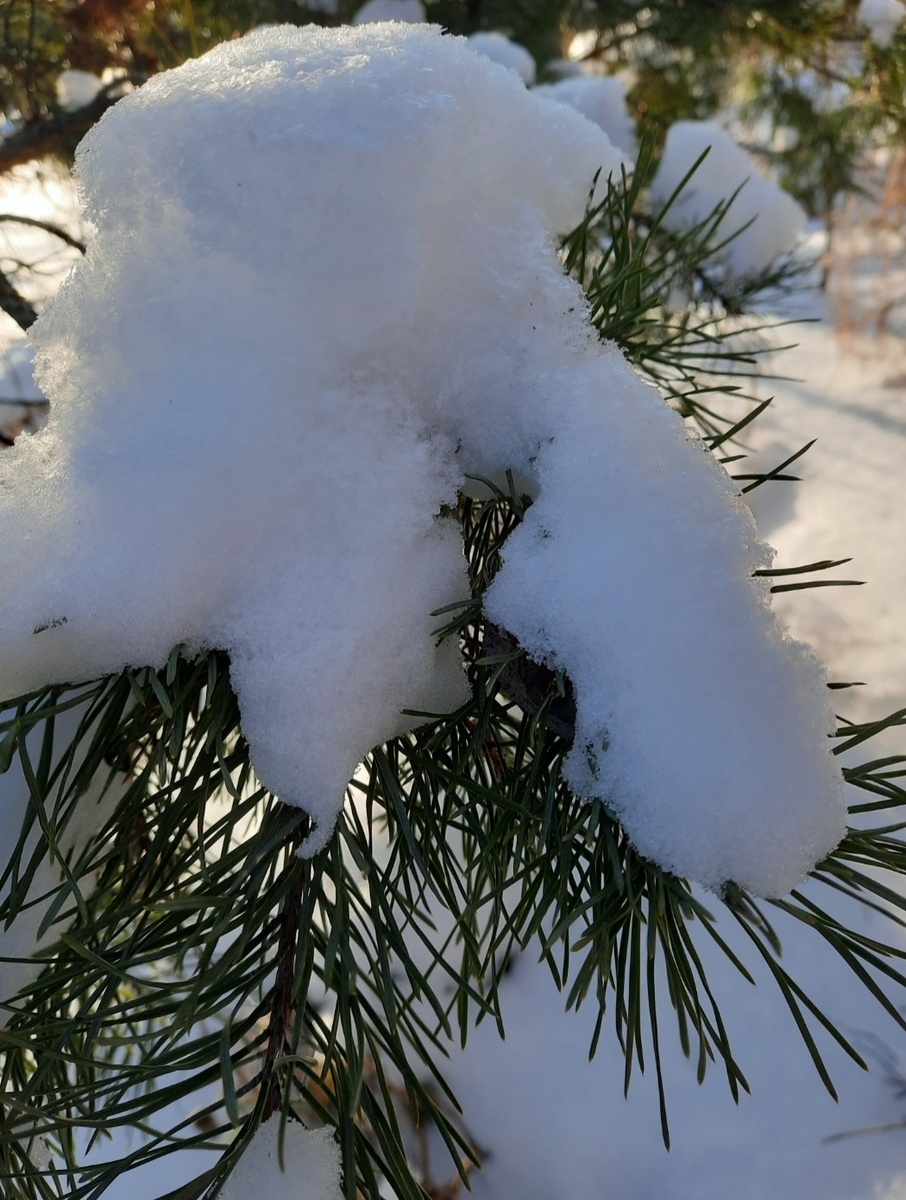 Зелёное теперь под белым. Фото автора 