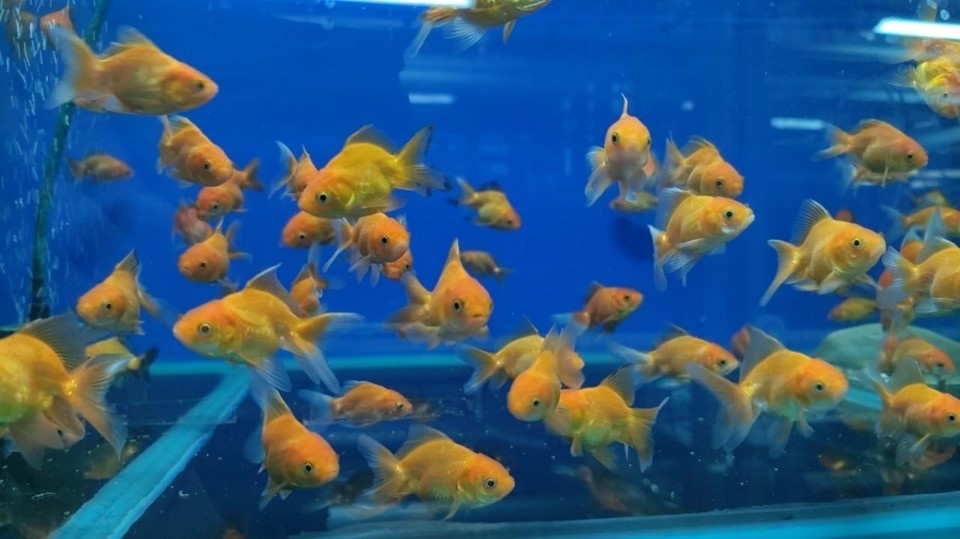    Фото: Управление Россельхознадзора по Красноярскому краю