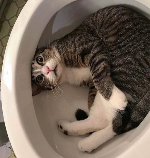 Лоток или унитаз: как выбрать туалет для кошки и не навредить её комфорту?