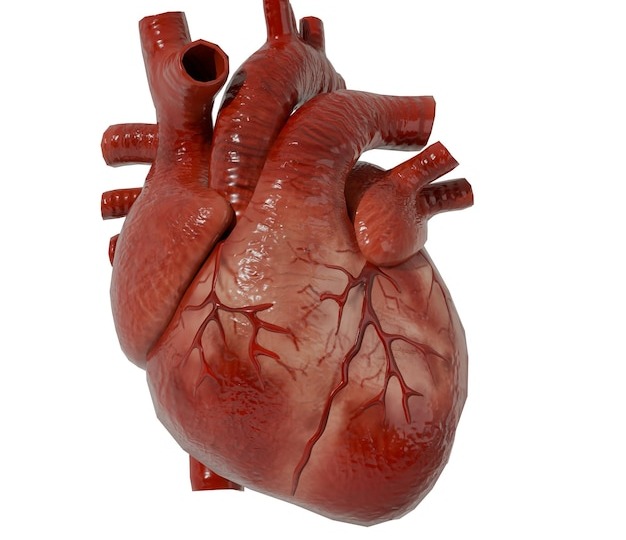 Сердце человека: строение, функции и значение