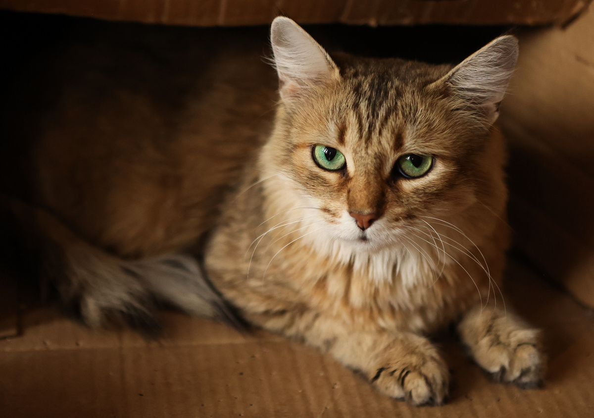 Это я в приюте была "тяжёлая артиллерия", а дома буду сладкой булочкой