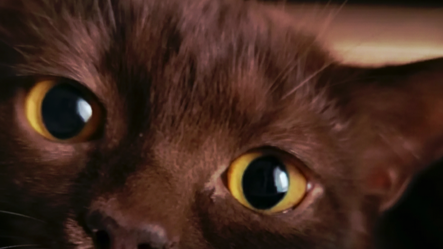 Хвост-факт №15 Правда ли кошки считают мужчин… недотёпами? 🐱😂🙈