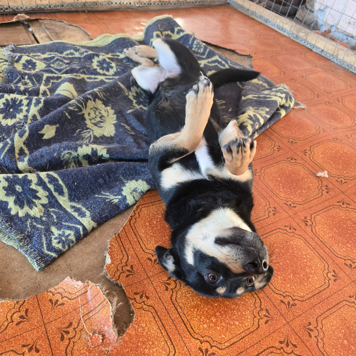 маленькая воровка сердец валяется на коврике