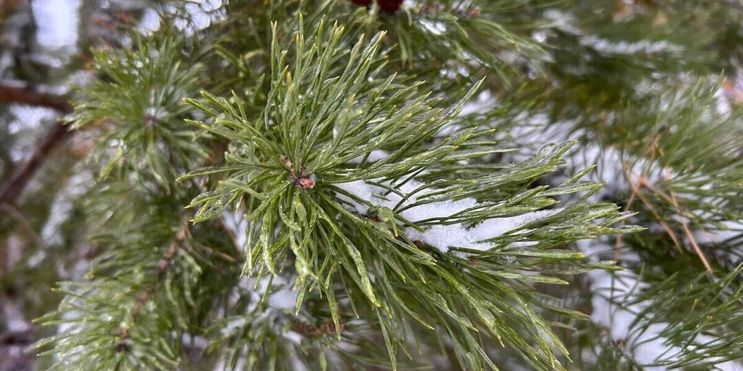 От -32 до +8 градусов прогнозируют в Алтайском крае в конце рабочей недели