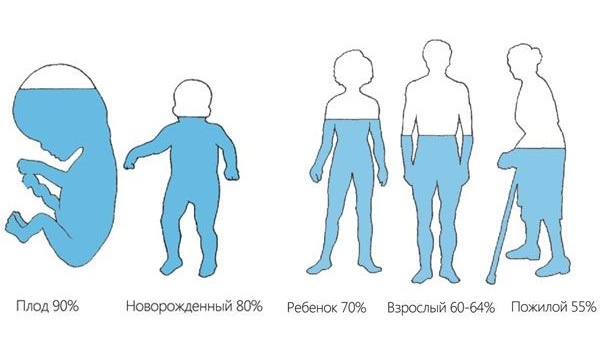 Содержание воды в организме человека в % к массе тела