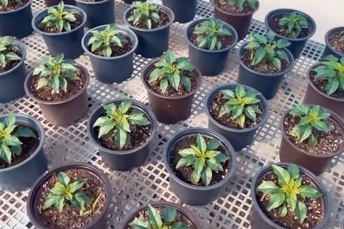 Скриншот видео