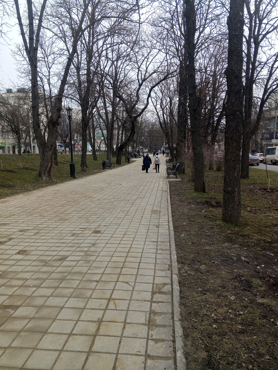 Аллея на проспекте Карла Маркса 