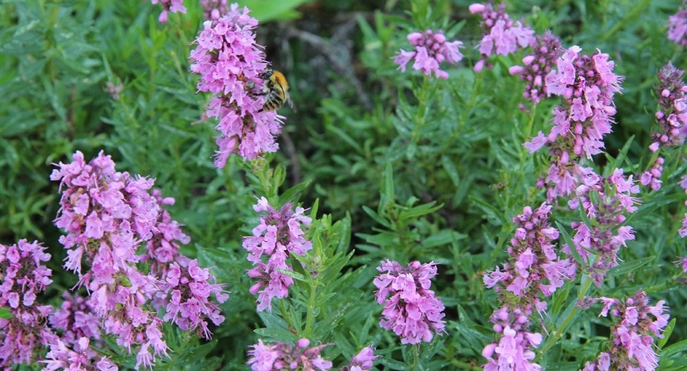 Исоп-«забытая трава»: использовать исоп как медонос, защиту от вредителей и ароматную приправу