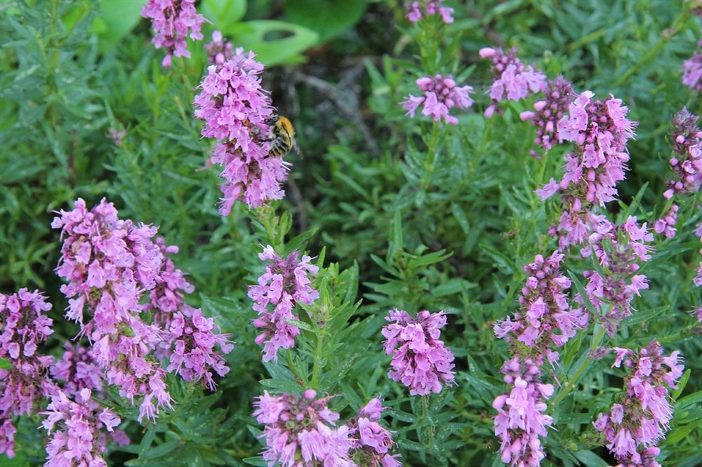 Исоп лекарственный (Hyssopus officinalis)