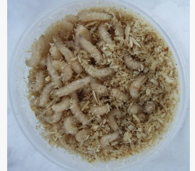 личинки мух ползают в миске источник za.pinterest.com