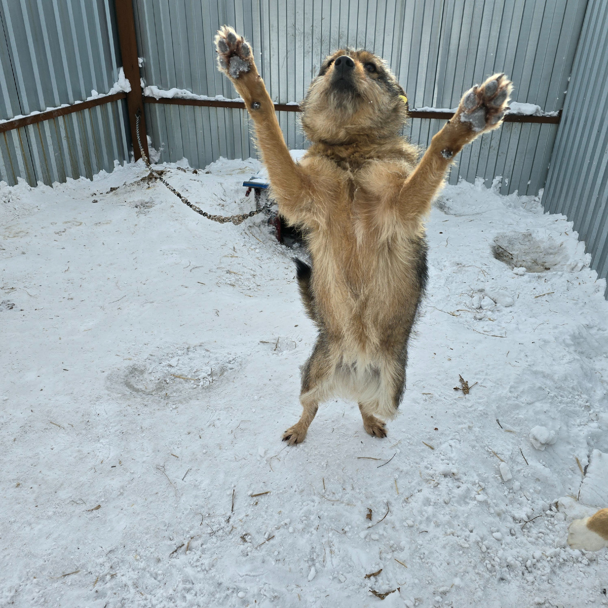 поднятые лапы молят о внимании и любви