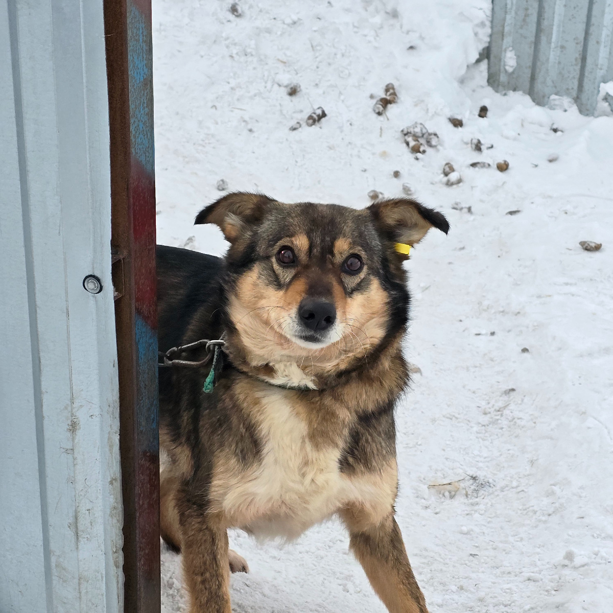 тёмные глаза полны молчаливой печали