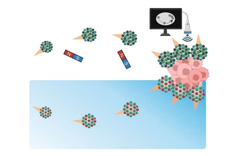    Роботы в верхней части рисунка модифицированы магнитными наночастицами и направляются к опухоли с помощью внешних магнитов. Роботы в нижней части рисунка имеют различные ферменты, прикрепленные к поверхности. Они самостоятельно определяют расположение опухоли по химическому градиенту.