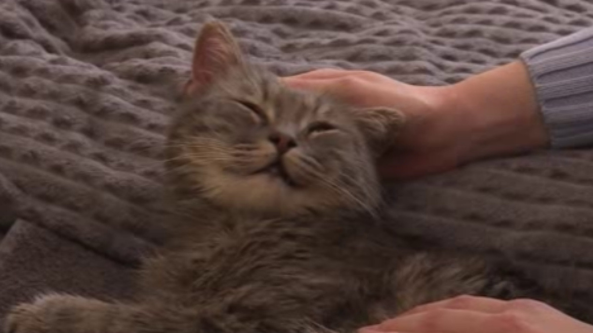    По Курску курсирует «Добрая газель»