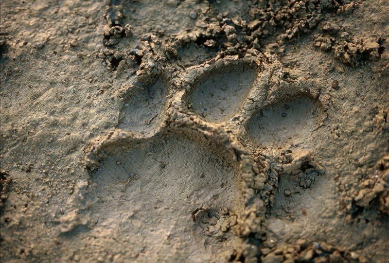  Отпечаток лапы длиной 18 см с характерными подушечками. Рядом — следы кабана — вероятной добычи. Координаты: 45°12′15″ с.ш. 135°32′40″ в.д. Глубина отпечатка — 3 см. Возраст следа — не более 6 часов (по влажности почвы). На заднем плане — фотоловушка, установленная учёными заповедника «Лазовский».