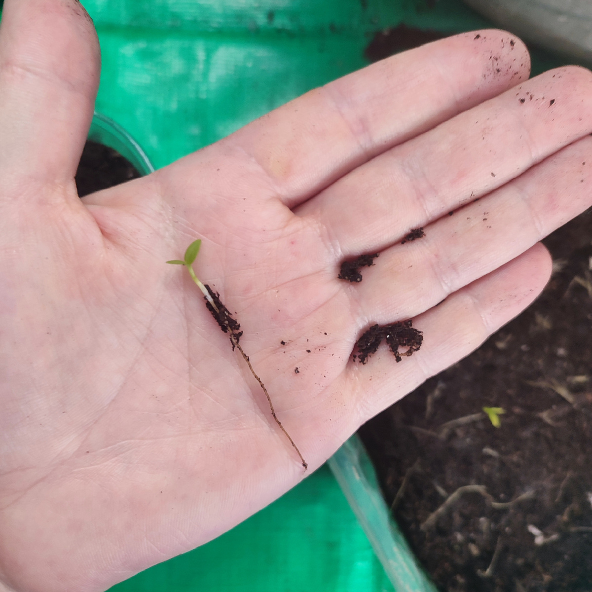 Вот такой длинный корешок у прострела