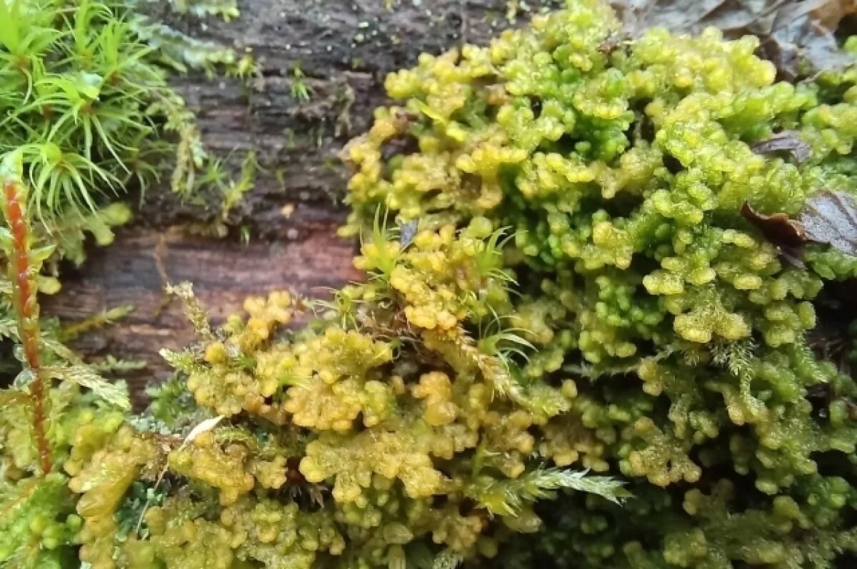    Тульский специалист рассказала про особенности печёночных мхов